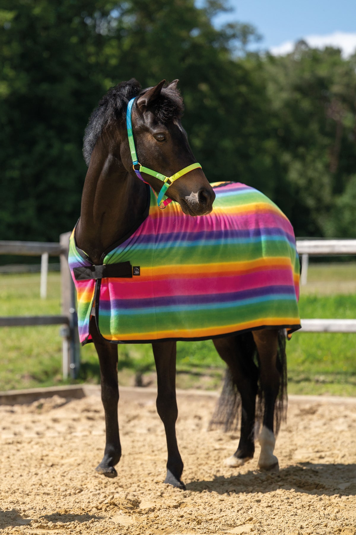 Abschwitzdecke Rainbow – für Shettys – Bild 2