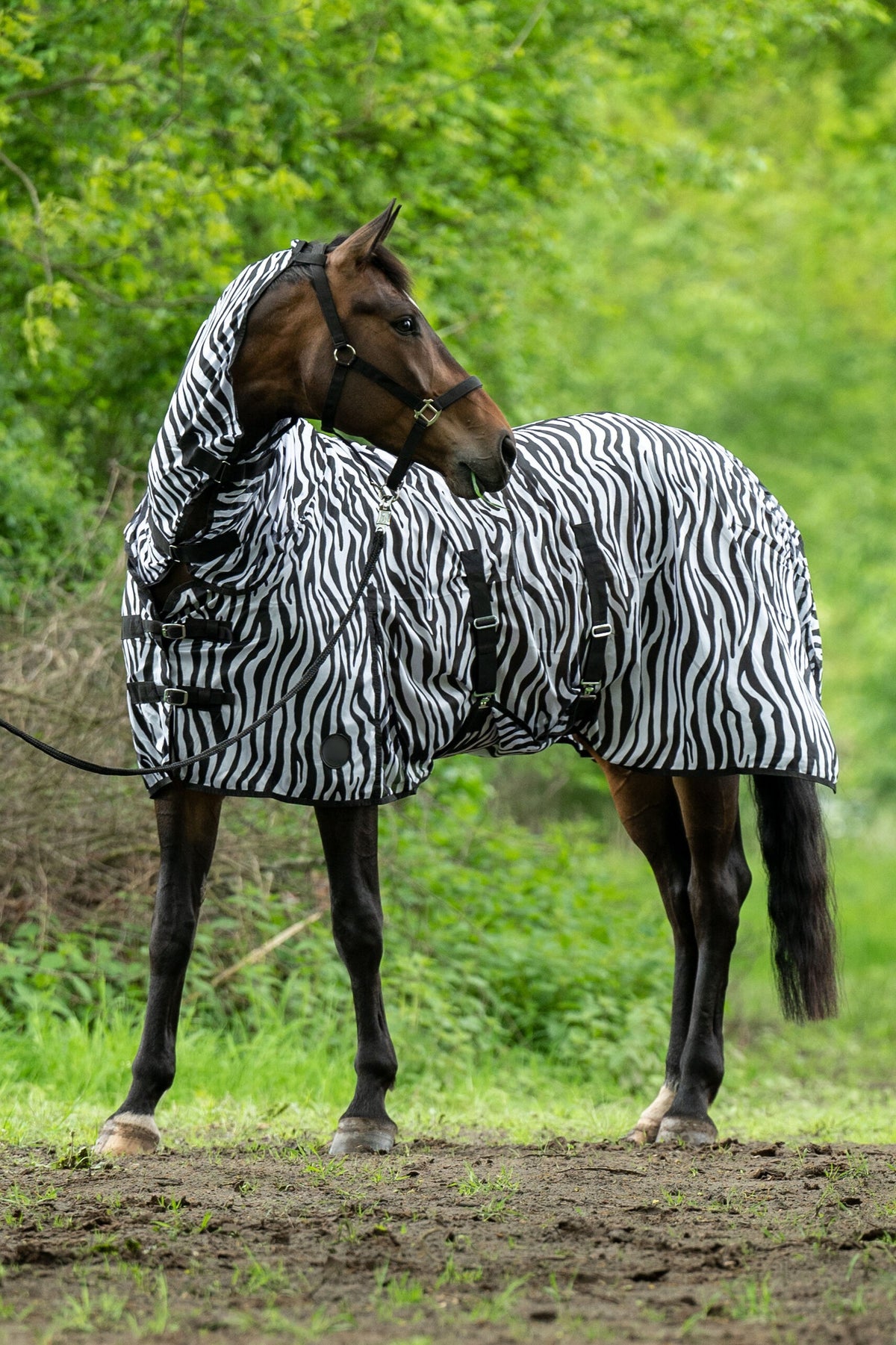 Fliegendecke mit Halsteil Zebra – mit Bauchlatz – Bild 4