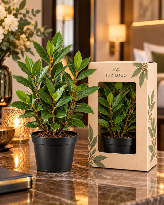 Lorbeer im Topf – personalisiertes Gastgeschenk für Firmen & Hotels