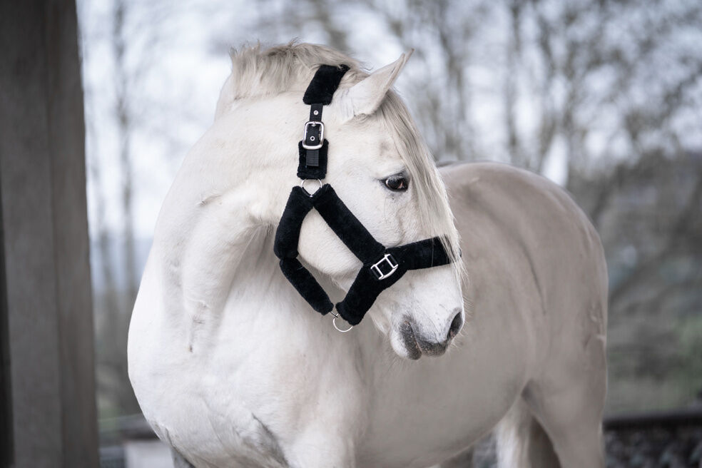 Halfter Comfort – kuscheliges Teddyfell – Bild 8