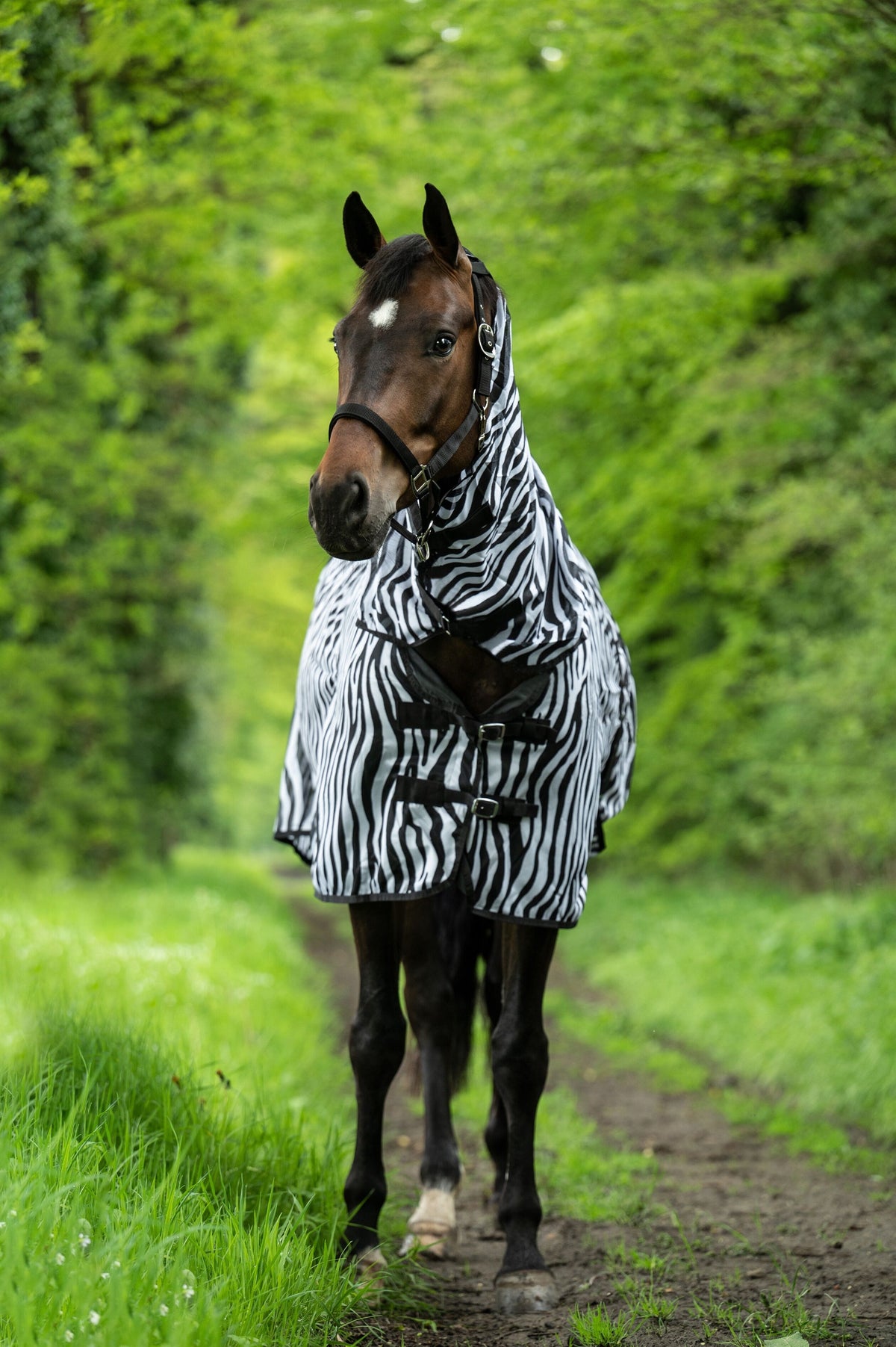 Fliegendecke mit Halsteil Zebra – mit Bauchlatz – Bild 2