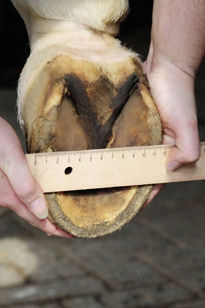 Hufschuh 7955 – doppelter Sicherheits-Klettverschluss – Bild 5