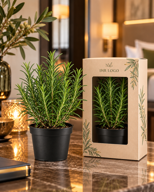 Rosmarin im Topf – personalisiertes Gastgeschenk für Firmen & Hotels